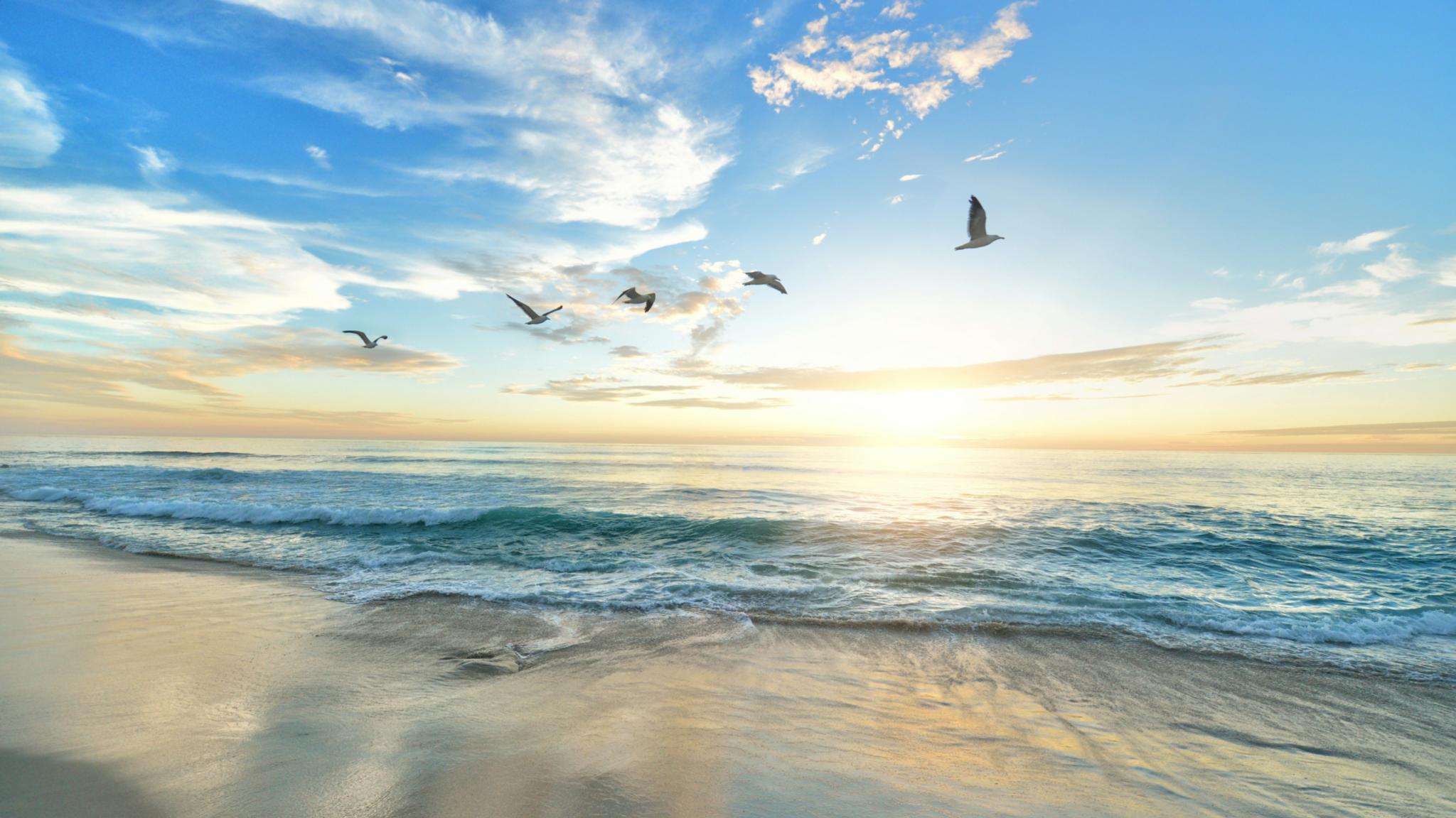 An einem Strand mit blauem Himmel fliegen fünf Vögel durch die Luft