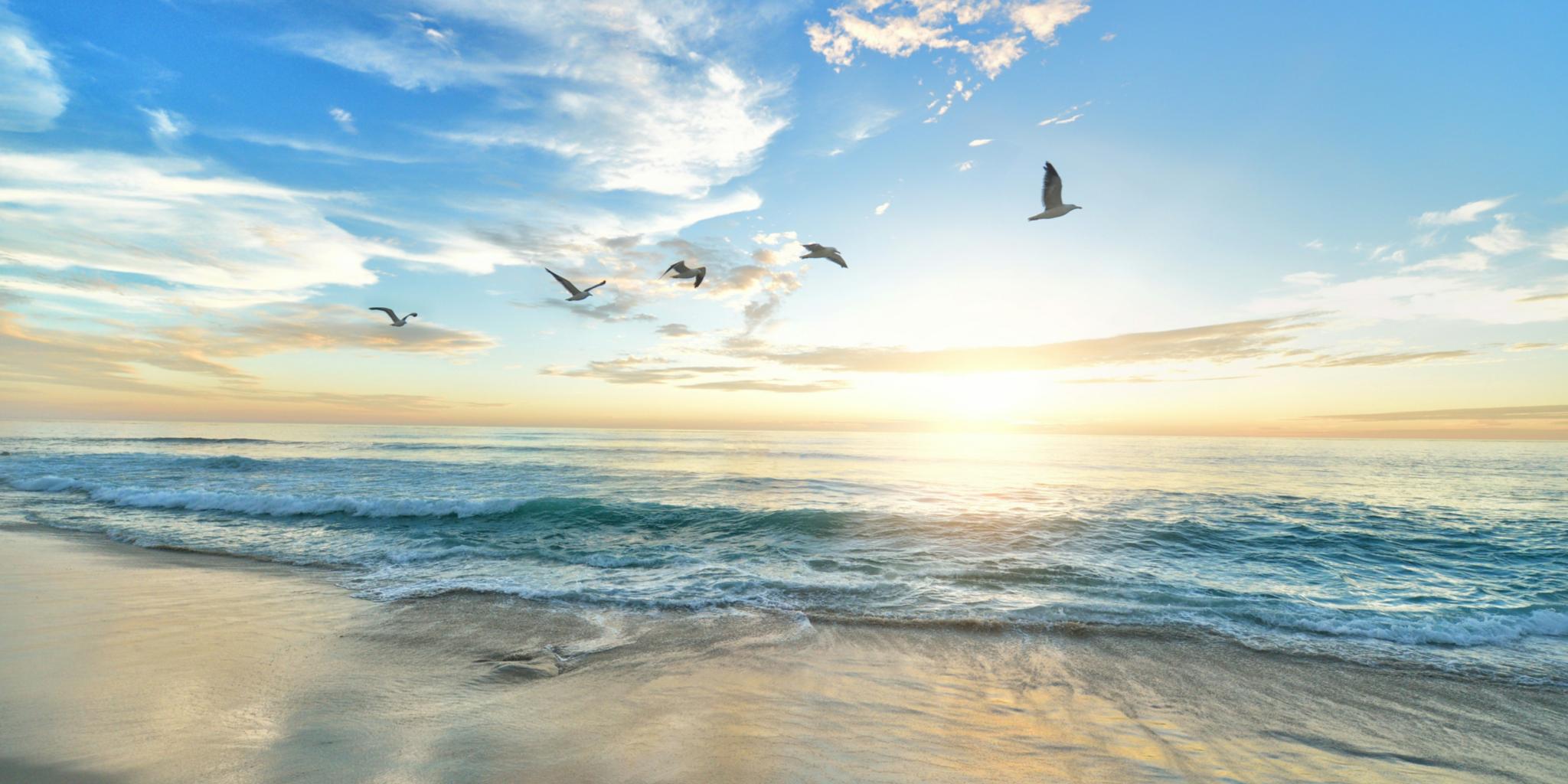 An einem Strand mit blauem Himmel fliegen fünf Vögel durch die Luft