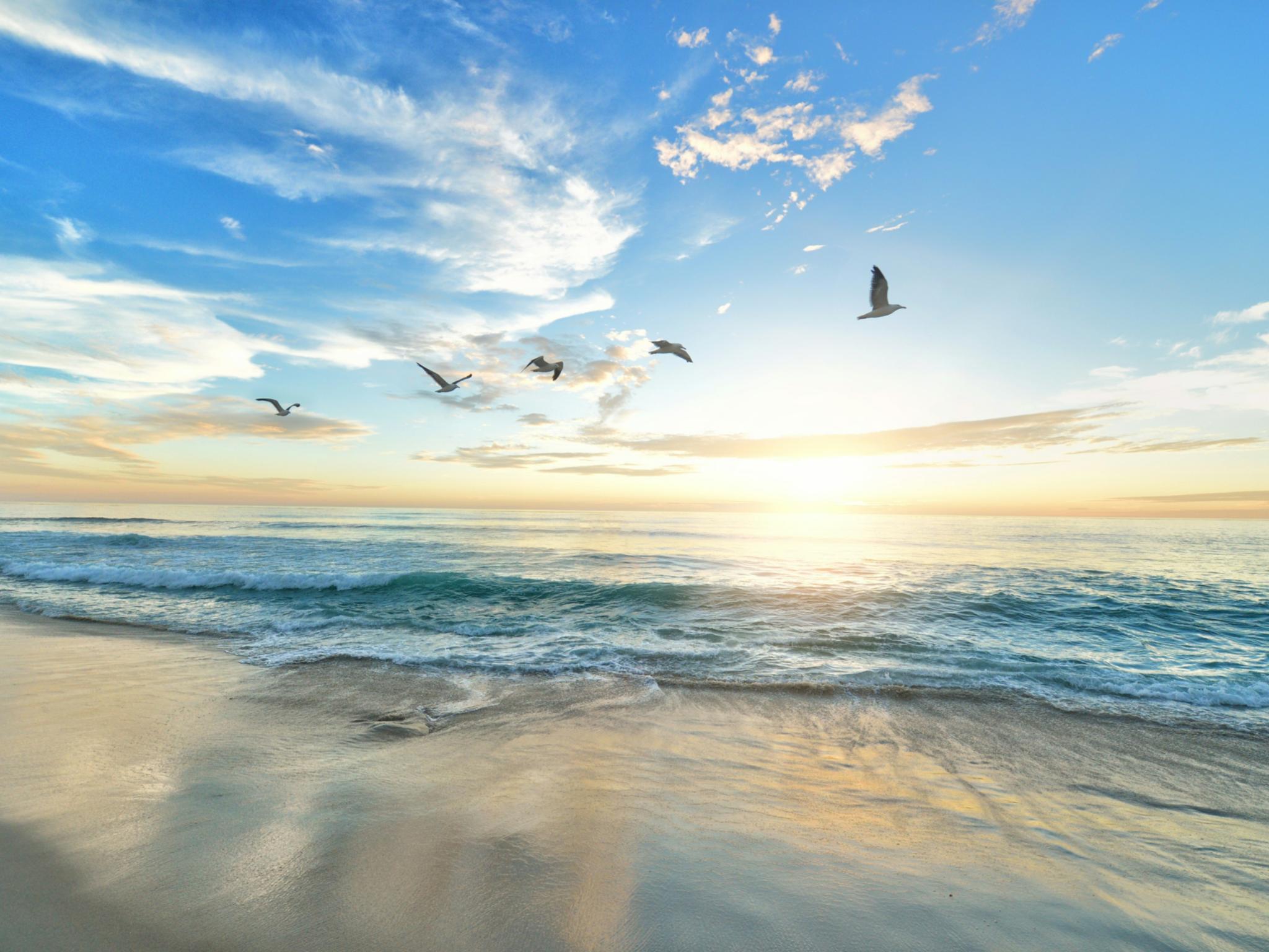 An einem Strand mit blauem Himmel fliegen fünf Vögel durch die Luft