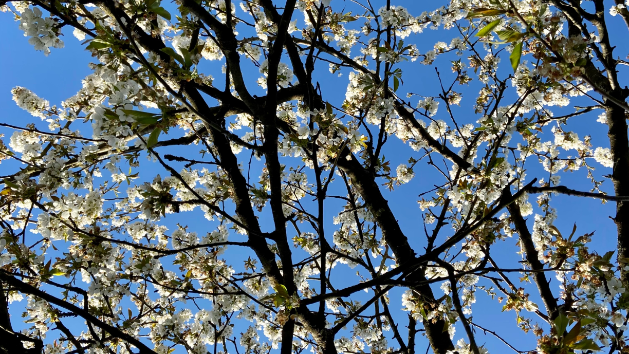 Blick von unten auf einen blühenden Obstbaum. Der Himmel dahinter ist strahlend blau