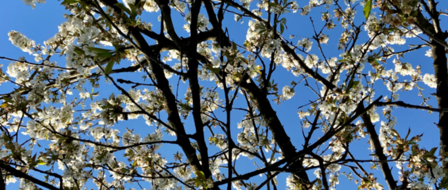 Frühlingsblüten (c) Margit Haubrich Blick von unten auf einen blühenden Obstbaum. Der Himmel dahinter ist strahlend blau