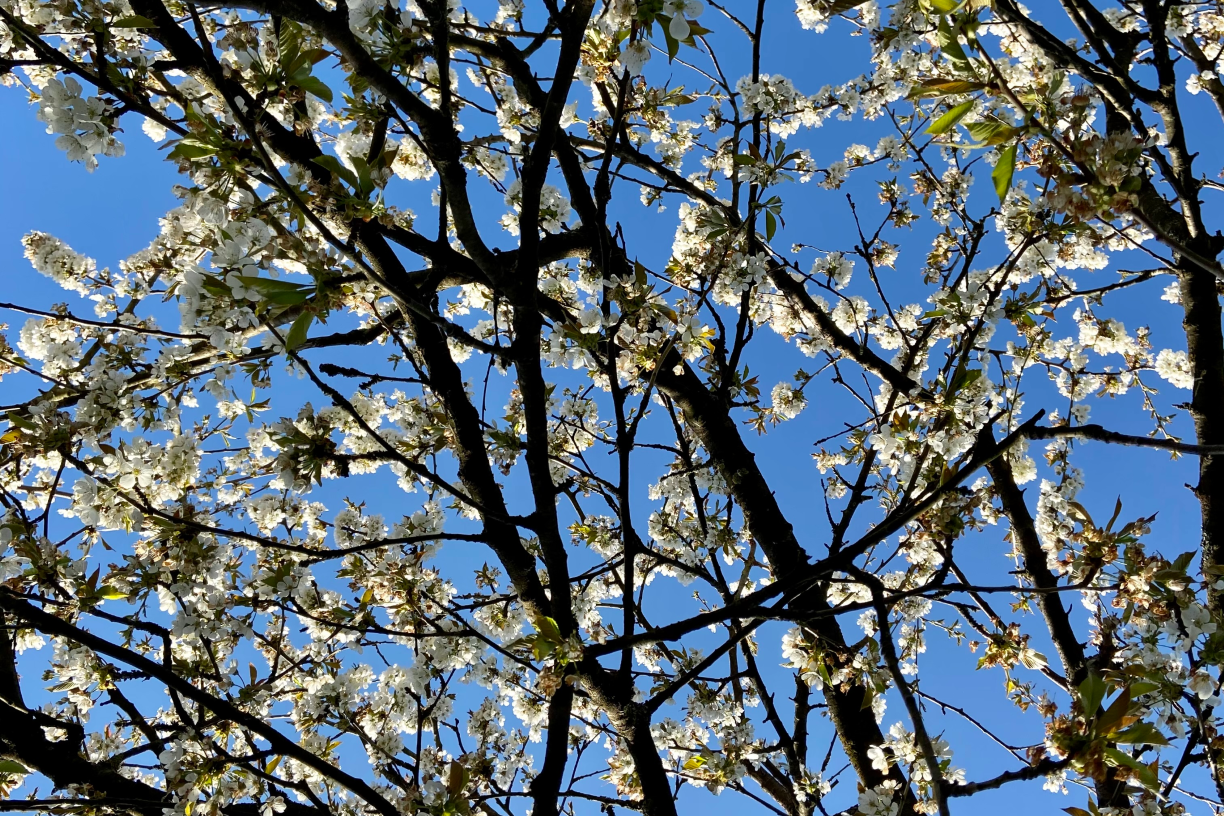 Blick von unten auf einen blühenden Obstbaum. Der Himmel dahinter ist strahlend blau