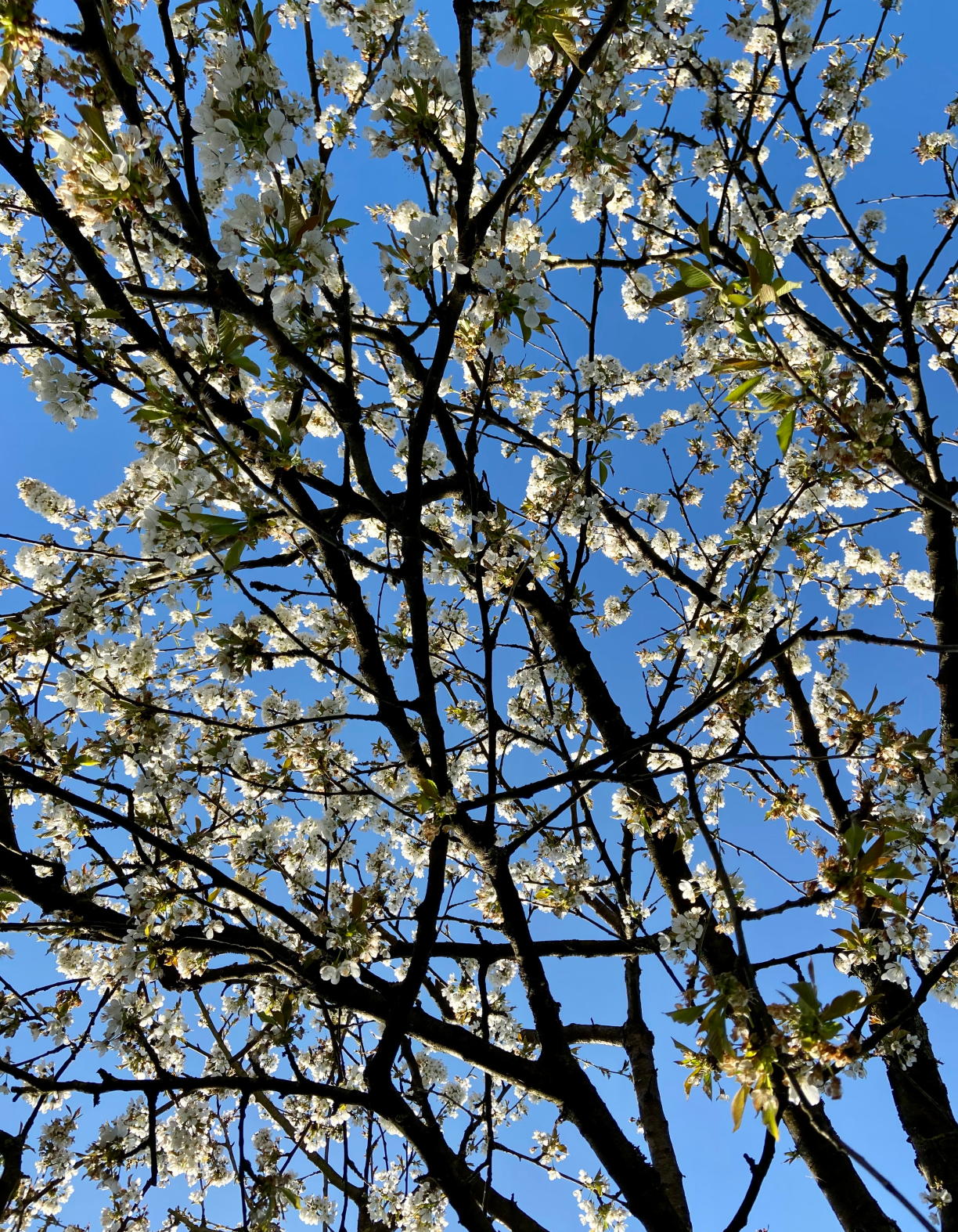 Blick von unten auf einen blühenden Obstbaum. Der Himmel dahinter ist strahlend blau