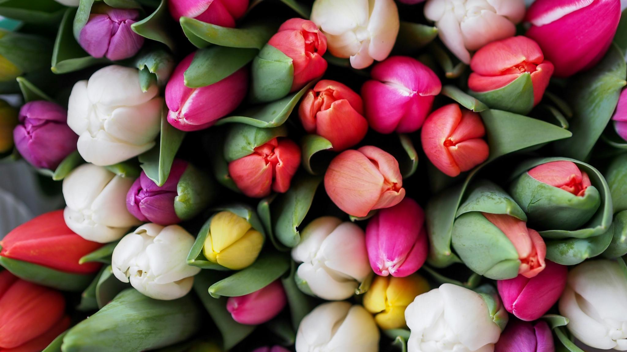 Man sieht einen Strauß mit bunten Tulpen in weiß, violett, gelb und rot