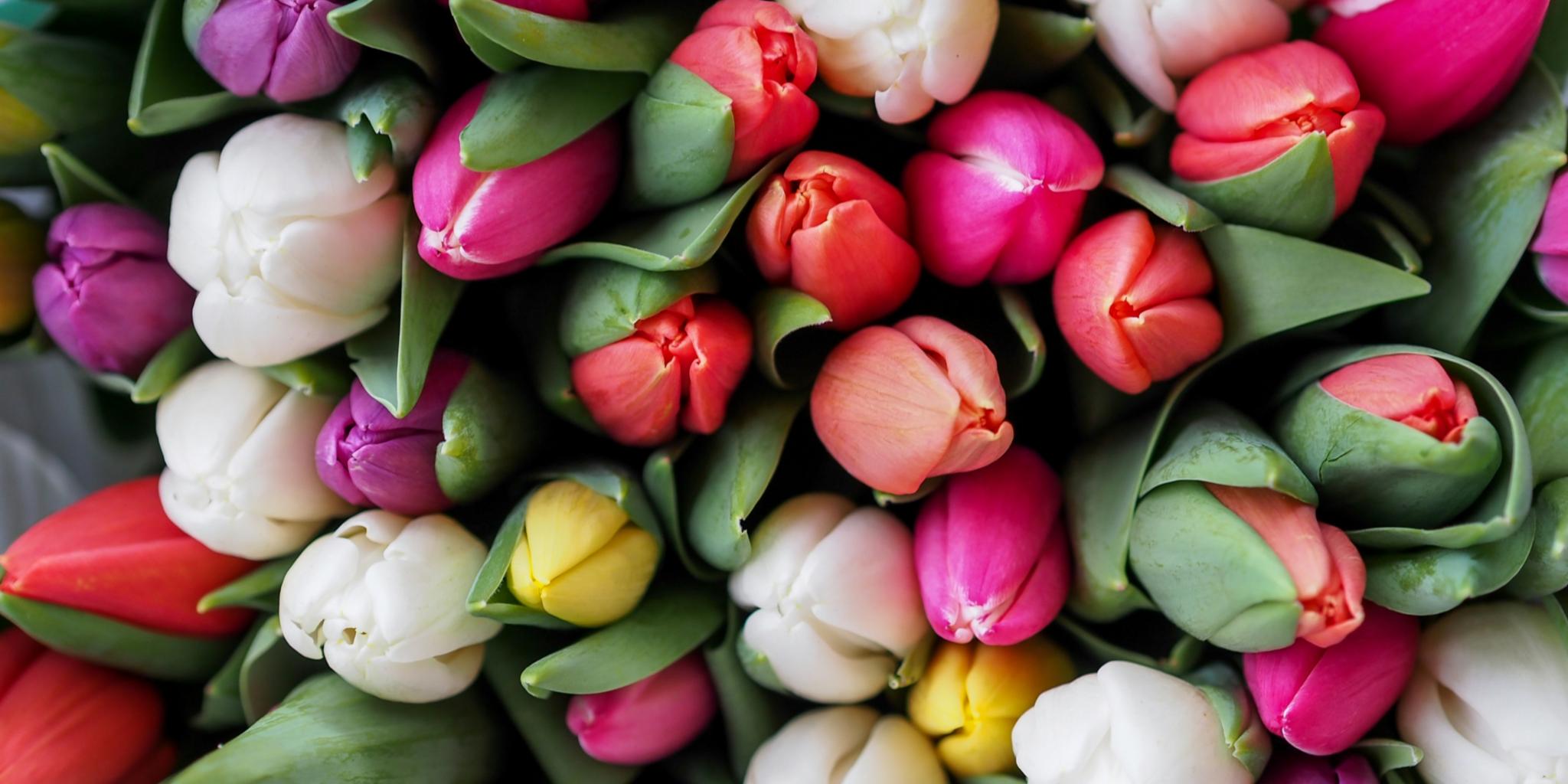 Man sieht einen Strauß mit bunten Tulpen in weiß, violett, gelb und rot