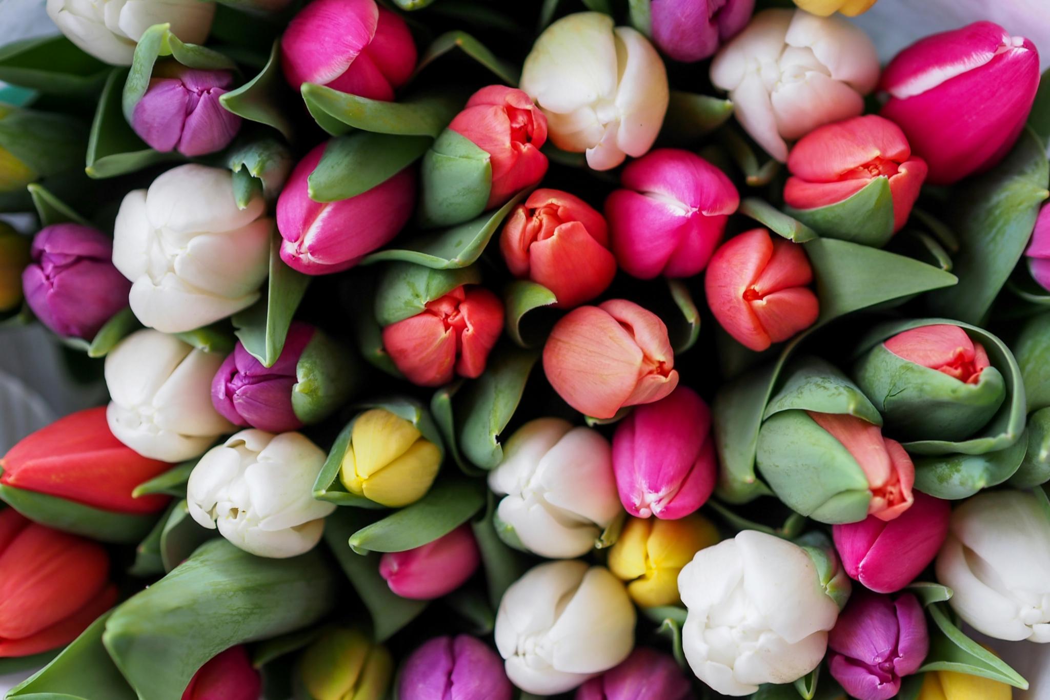 Man sieht einen Strauß mit bunten Tulpen in weiß, violett, gelb und rot