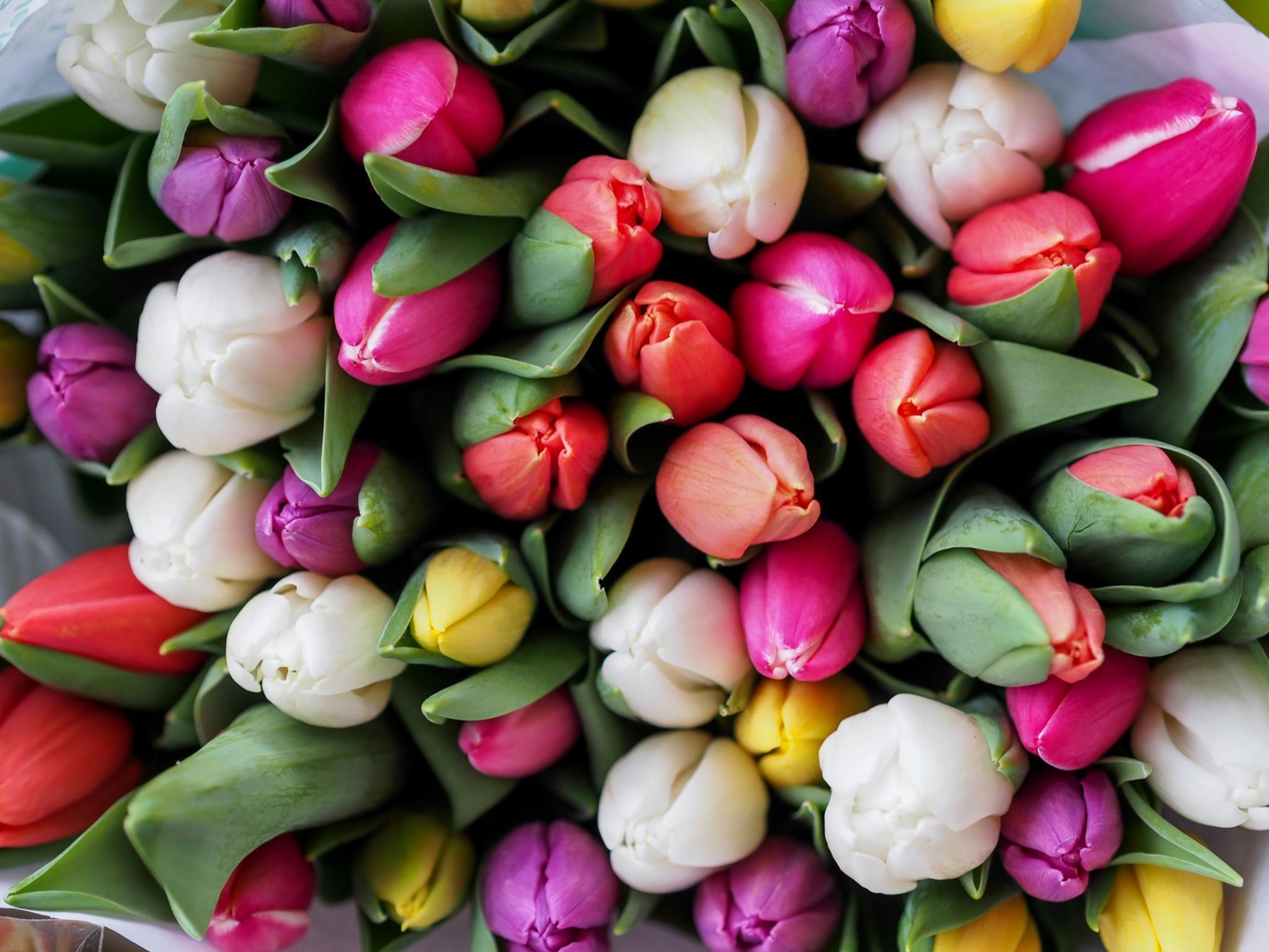 Man sieht einen Strauß mit bunten Tulpen in weiß, violett, gelb und rot