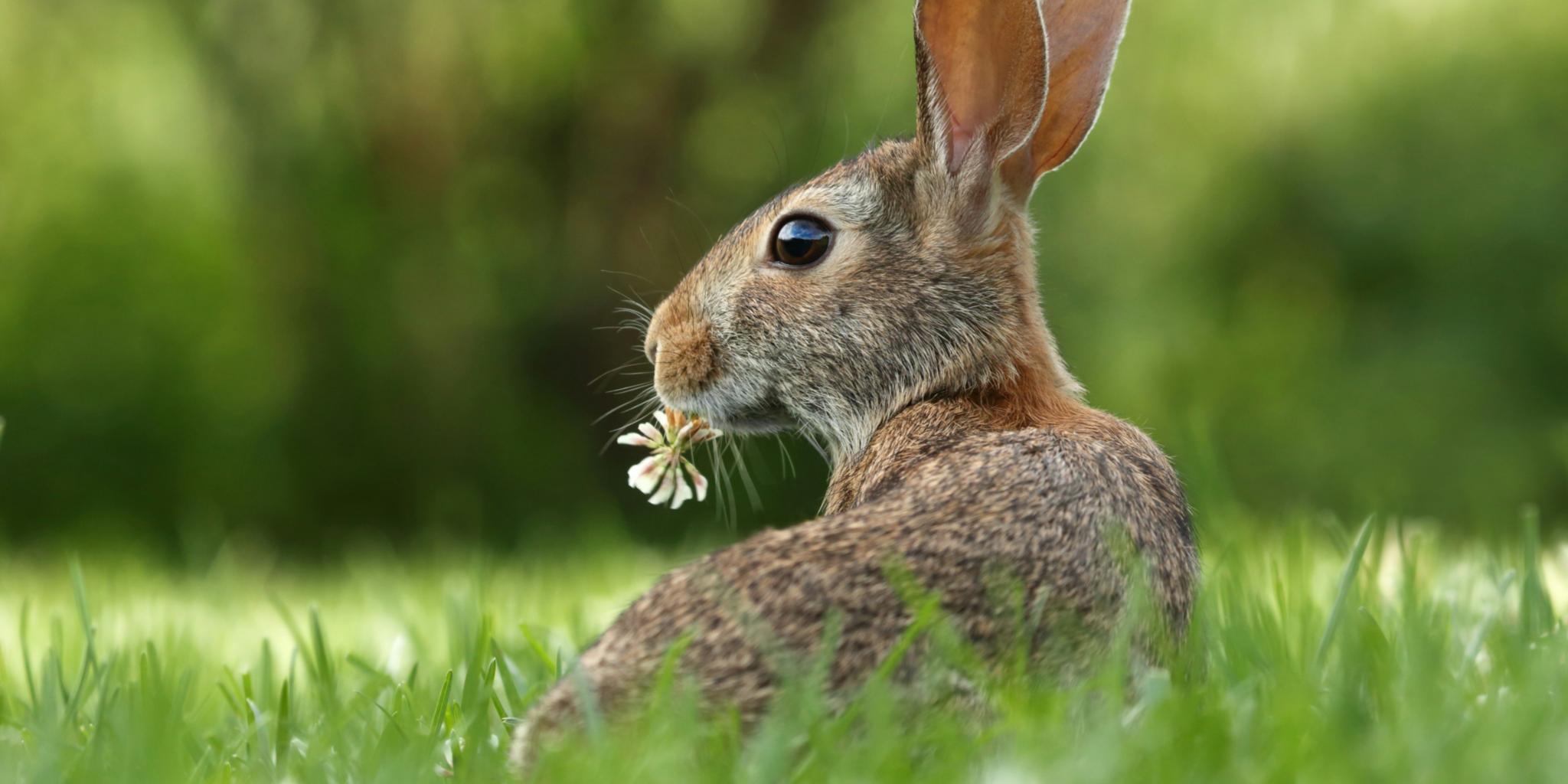 Ein Hase hat ein Blümchen im Mund und sitzt in einer Wiese