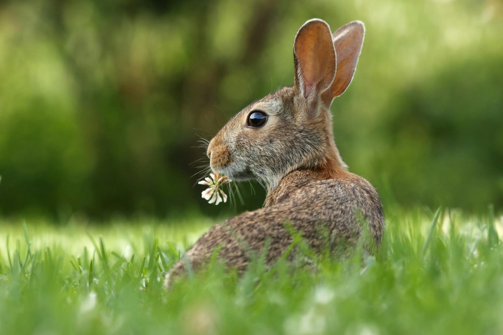 Ein Hase hat ein Blümchen im Mund und sitzt in einer Wiese