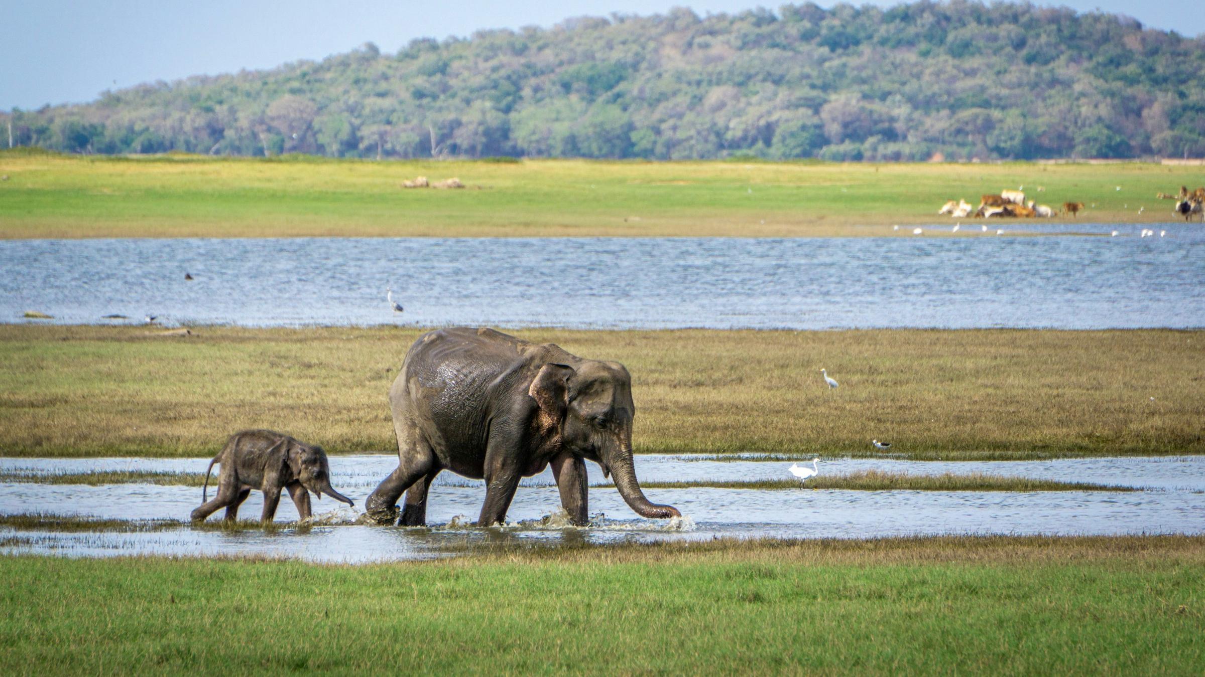 Man sieht eine Elefantenkuh und ihr Junges an einer Wasserstelle