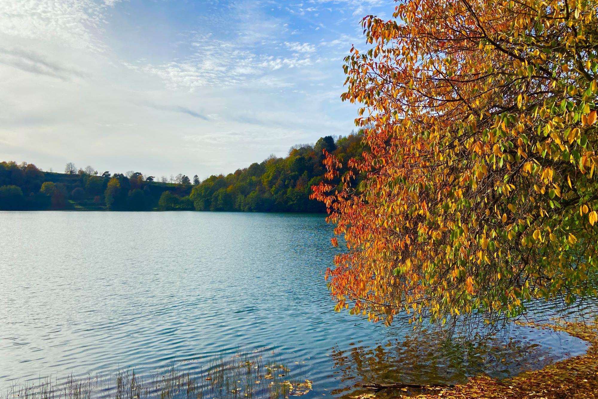 Blick auf ein Maar, am Rand steht ein herbstlich bunt gefärbter Baum