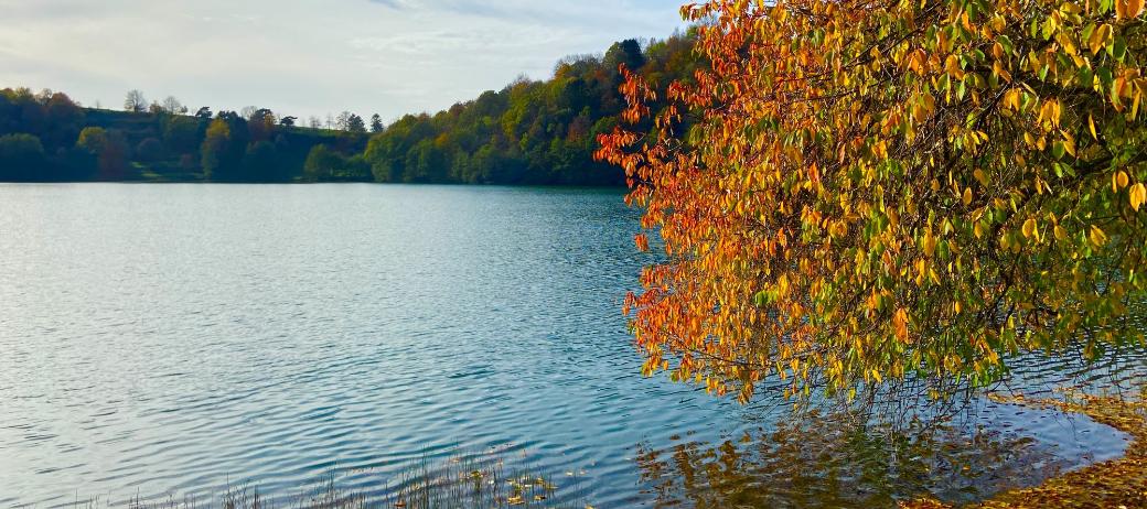Blick auf ein Maar, am Rand steht ein herbstlich bunt gefärbter Baum