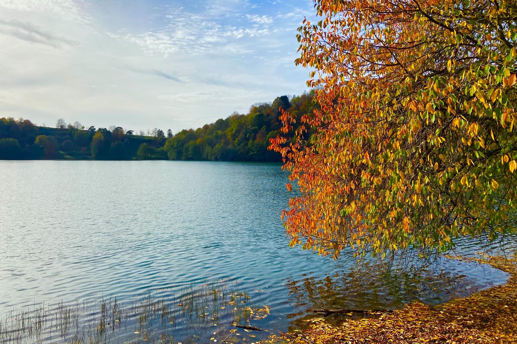 Blick auf ein Maar, am Rand steht ein herbstlich bunt gefärbter Baum