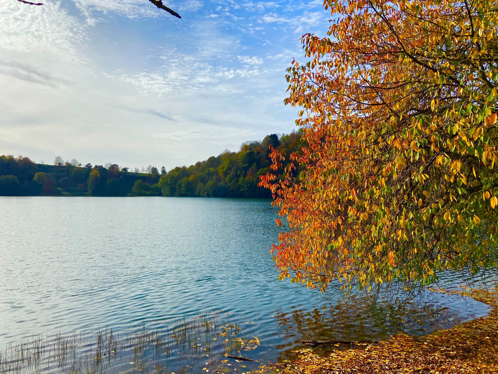 Blick auf ein Maar, am Rand steht ein herbstlich bunt gefärbter Baum