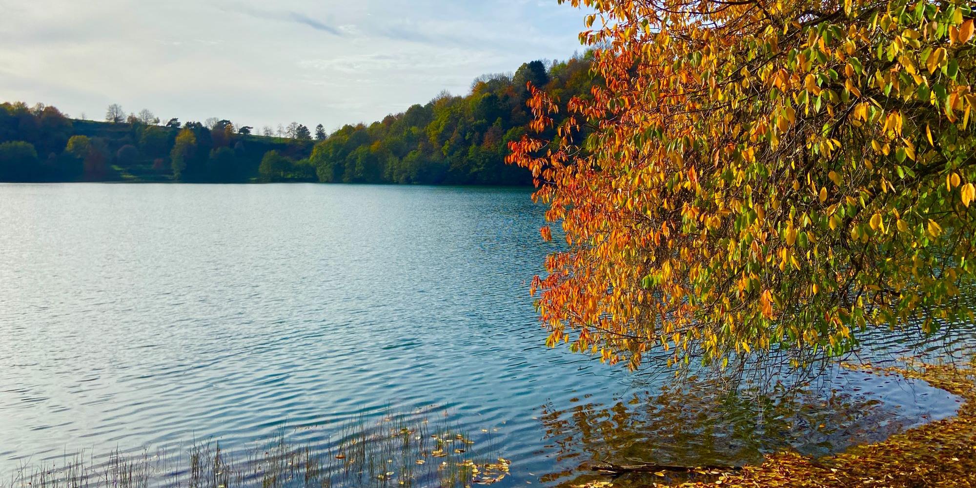 Blick auf ein Maar, am Rand steht ein herbstlich bunt gefärbter Baum