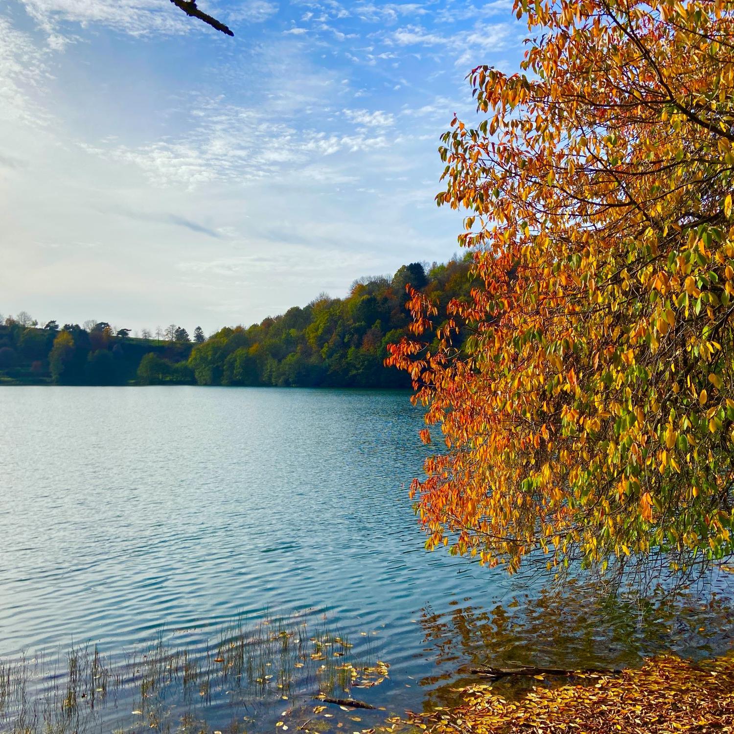Blick auf ein Maar, am Rand steht ein herbstlich bunt gefärbter Baum (c) Margit Haubrich Blick auf ein Maar, am Rand steht ein herbstlich bunt gefärbter Baum