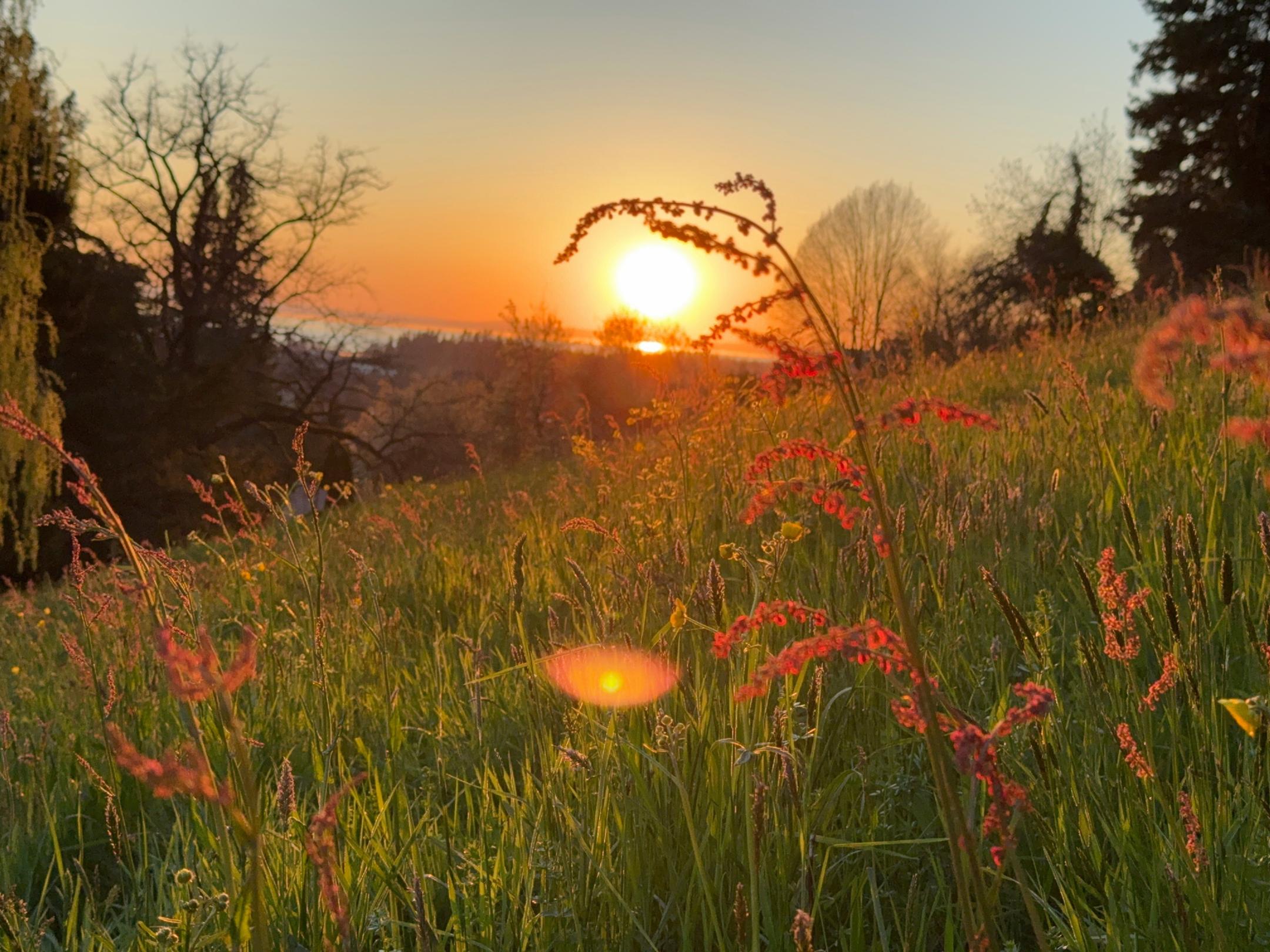 Hinter einem Hügel, der mit Wiese und blüten bedeckt ist, geht die Sonne unter