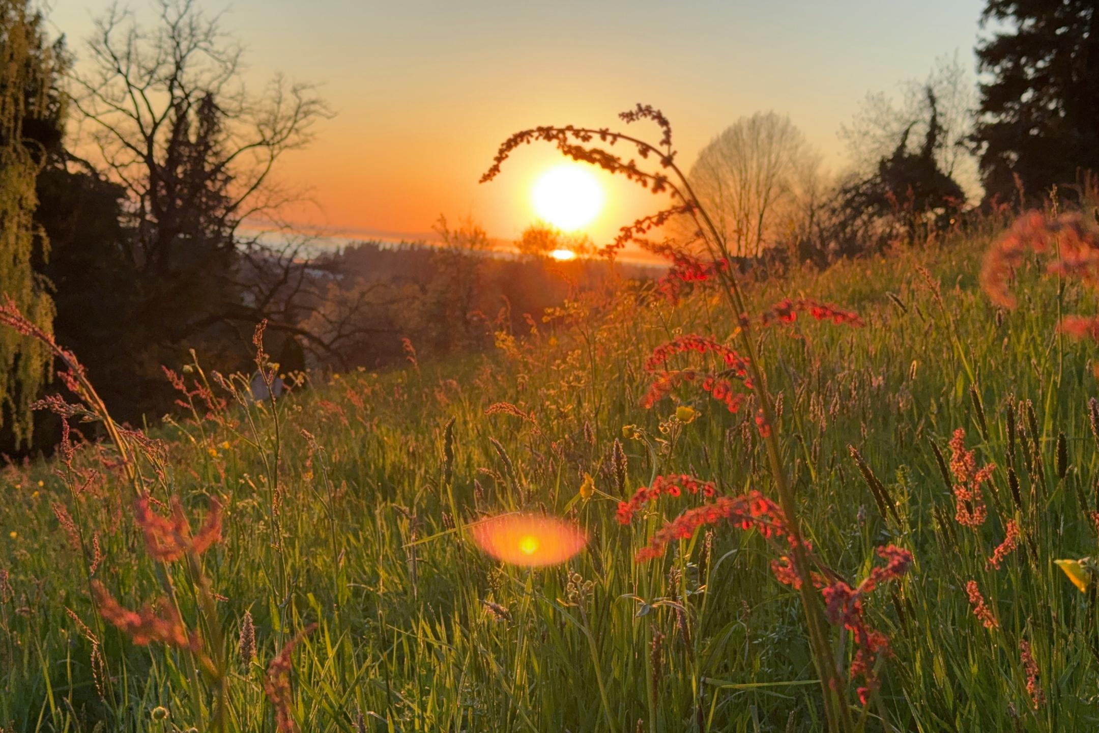 Hinter einem Hügel, der mit Wiese und blüten bedeckt ist, geht die Sonne unter
