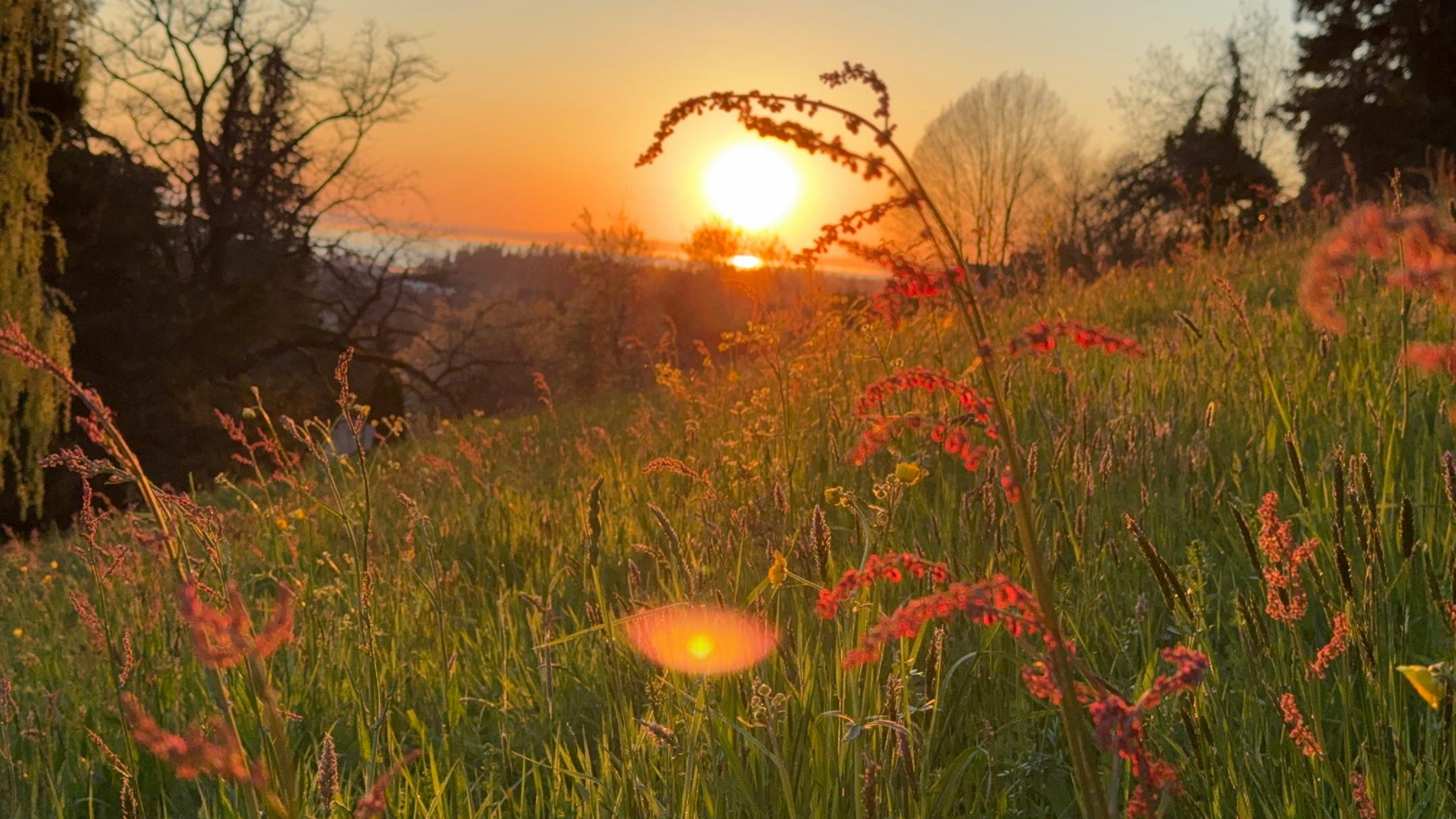 Hinter einem Hügel, der mit Wiese und blüten bedeckt ist, geht die Sonne unter