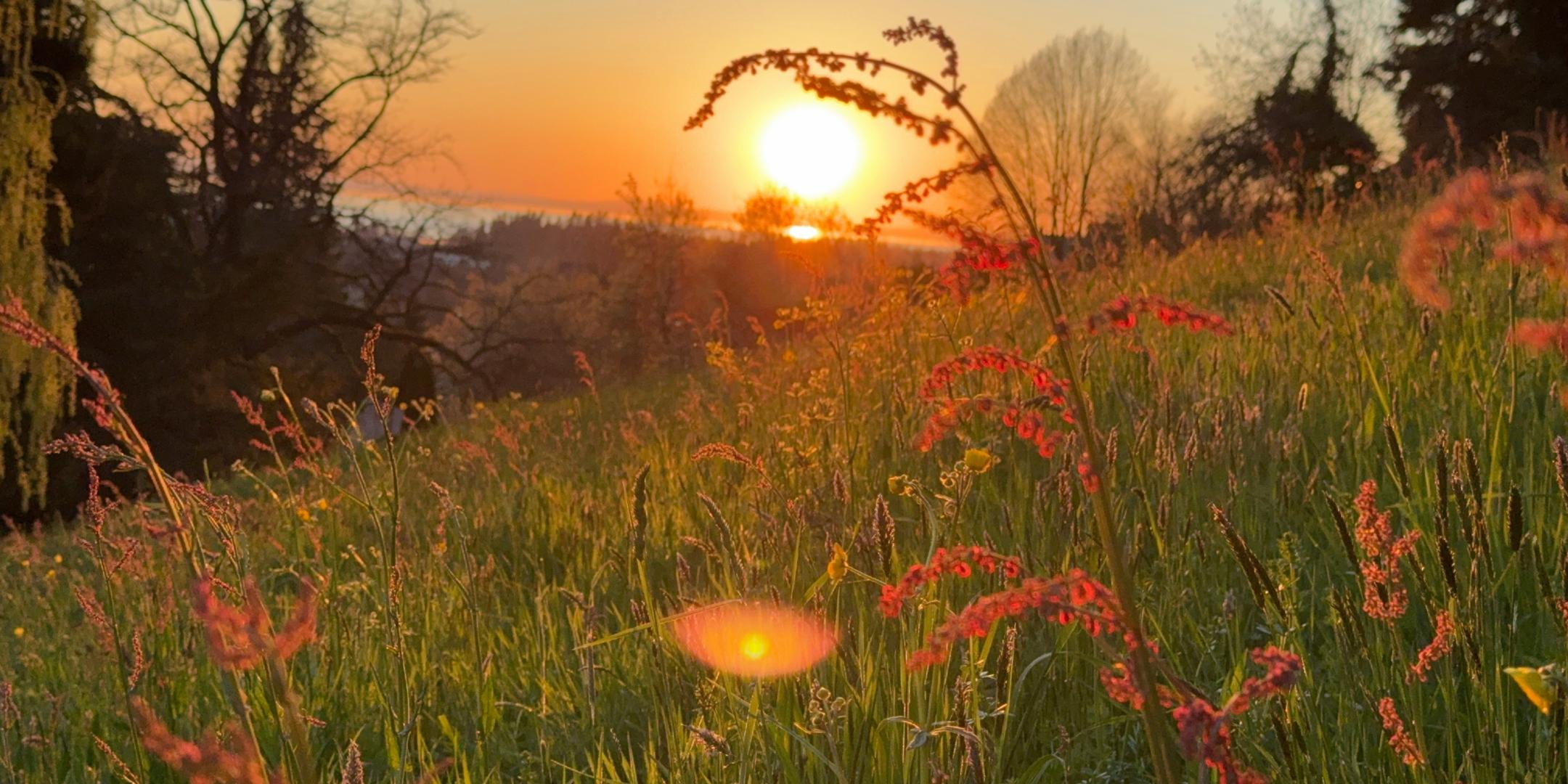 Hinter einem Hügel, der mit Wiese und blüten bedeckt ist, geht die Sonne unter