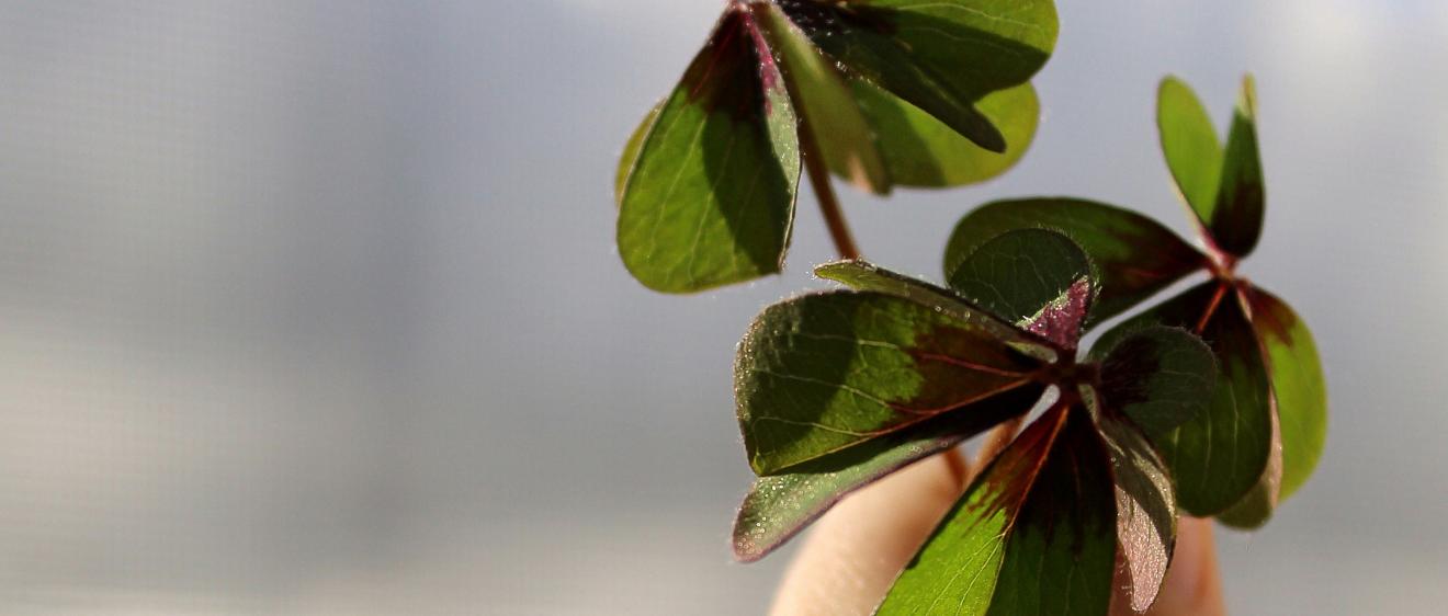 Hand hält mehrere vierblättrige Kleeblätter in die Sonne