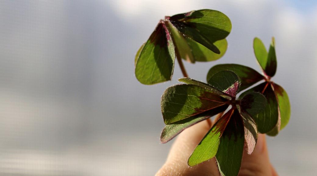 Hand hält mehrere vierblättrige Kleeblätter in die Sonne