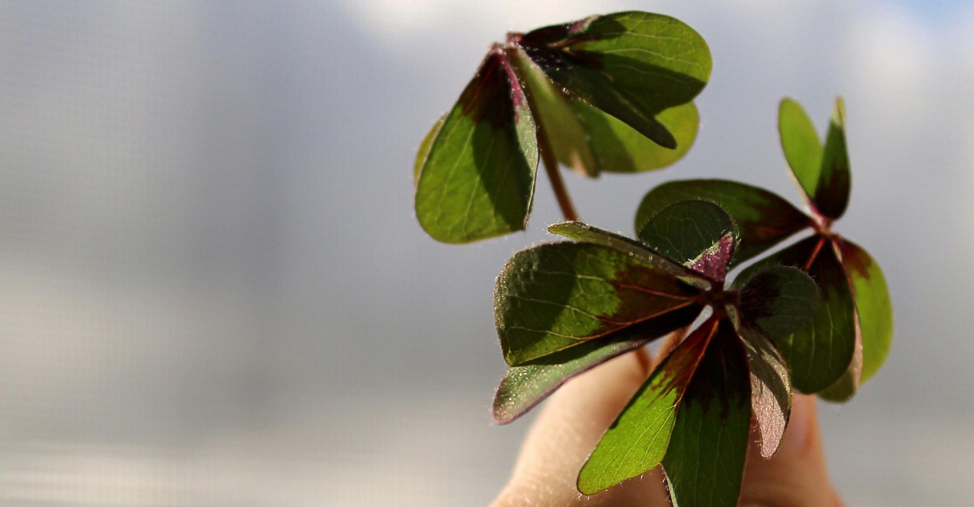 Hand hält mehrere vierblättrige Kleeblätter in die Sonne