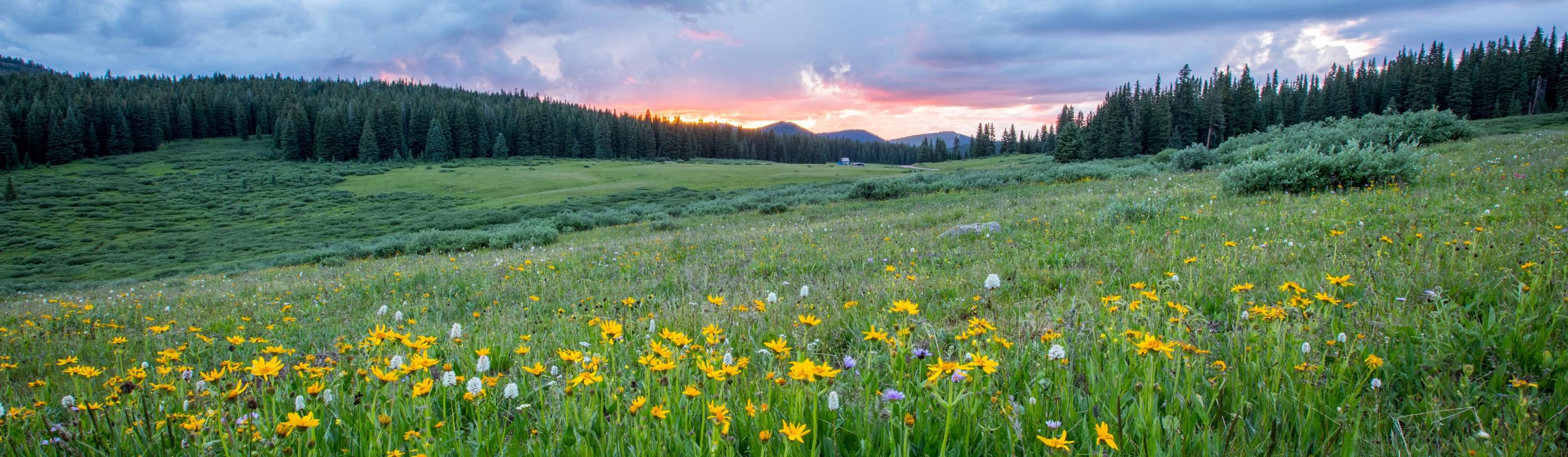 Man sieht einen Hang mit einer bunten Blumenwiese; weiter im Hintergrund den Himmel in Sonnenuntergangsstimmung