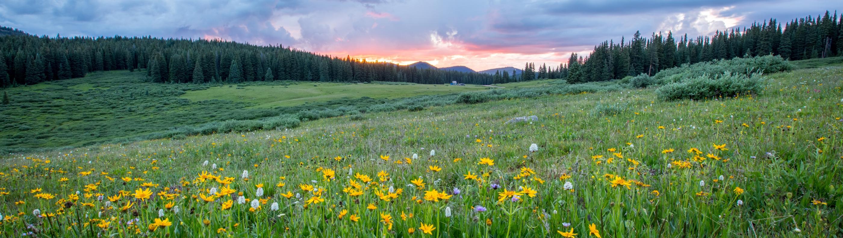 Man sieht einen Hang mit einer bunten Blumenwiese; weiter im Hintergrund den Himmel in Sonnenuntergangsstimmung