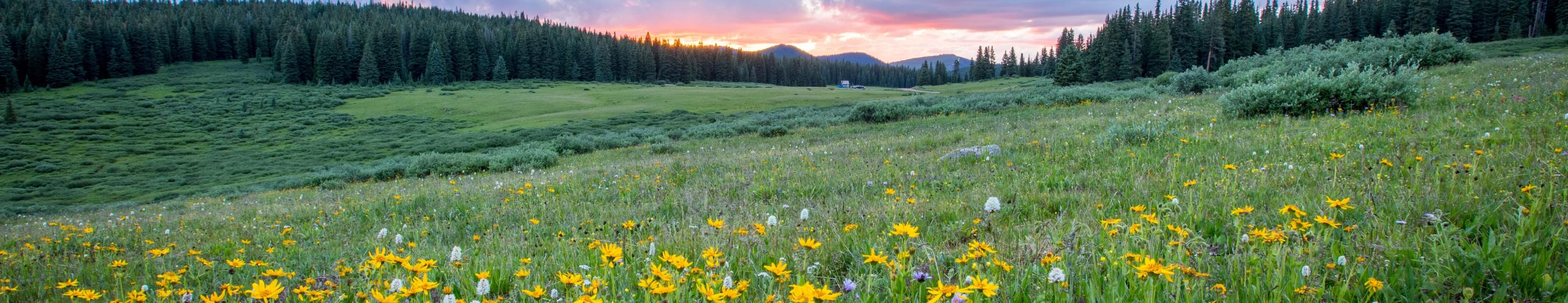 Man sieht einen Hang mit einer bunten Blumenwiese; weiter im Hintergrund den Himmel in Sonnenuntergangsstimmung