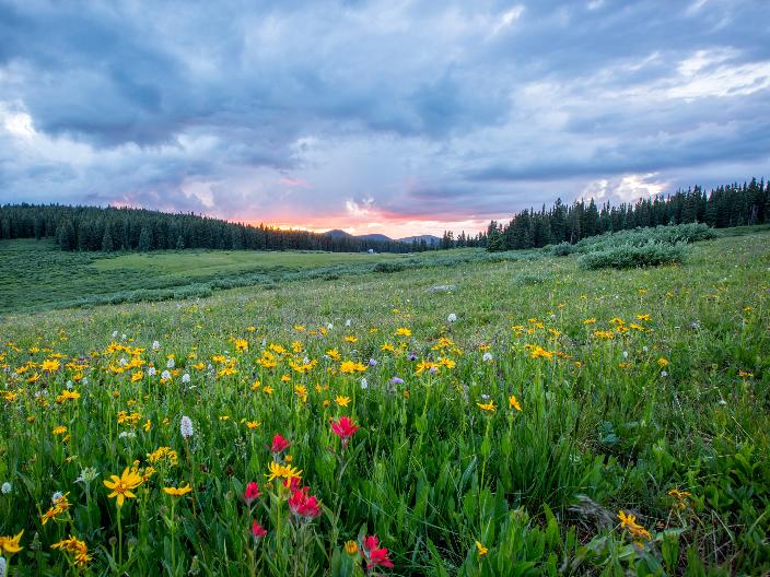 Man sieht einen Hang mit einer bunten Blumenwiese; weiter im Hintergrund den Himmel in Sonnenuntergangsstimmung