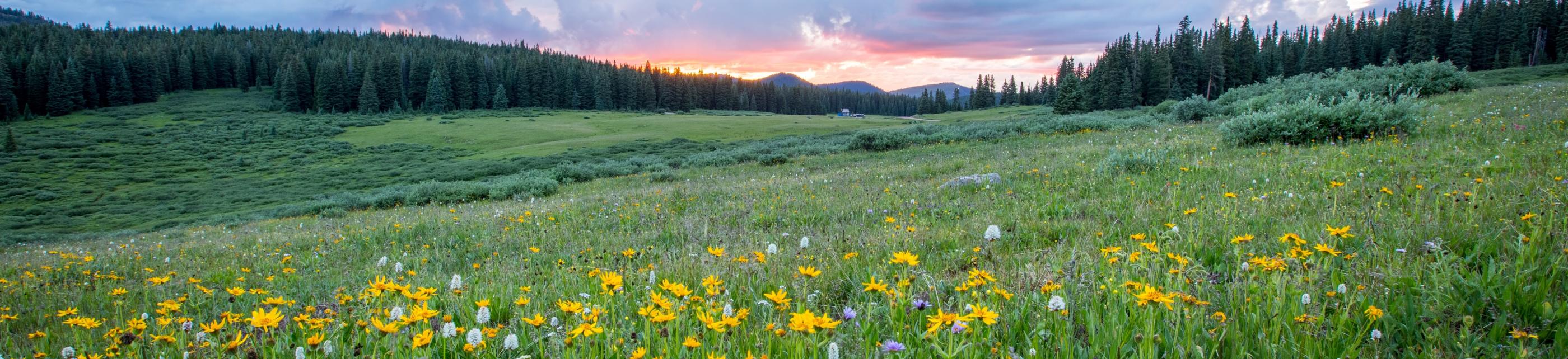 Man sieht einen Hang mit einer bunten Blumenwiese; weiter im Hintergrund den Himmel in Sonnenuntergangsstimmung