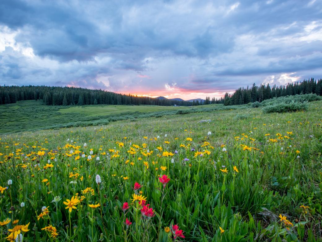 Man sieht einen Hang mit einer bunten Blumenwiese; weiter im Hintergrund den Himmel in Sonnenuntergangsstimmung