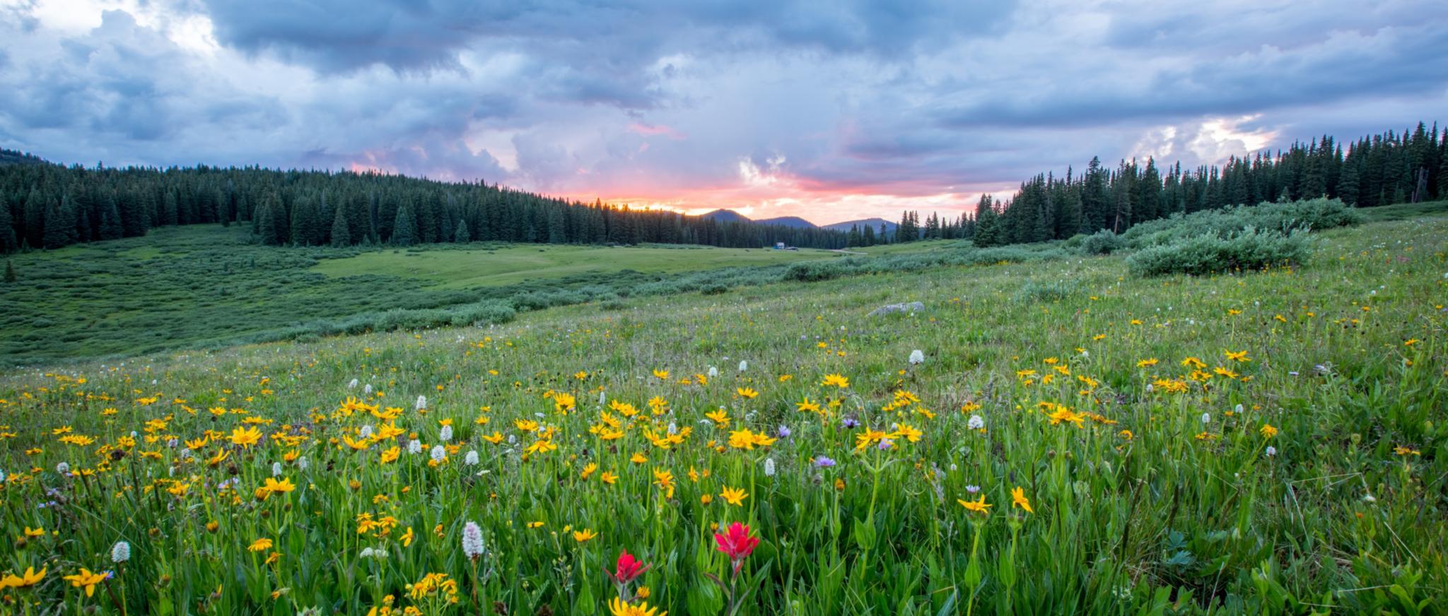 Man sieht einen Hang mit einer bunten Blumenwiese; weiter im Hintergrund den Himmel in Sonnenuntergangsstimmung