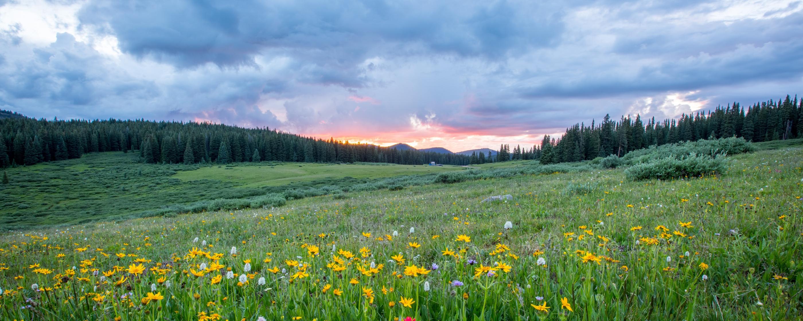 Man sieht einen Hang mit einer bunten Blumenwiese; weiter im Hintergrund den Himmel in Sonnenuntergangsstimmung