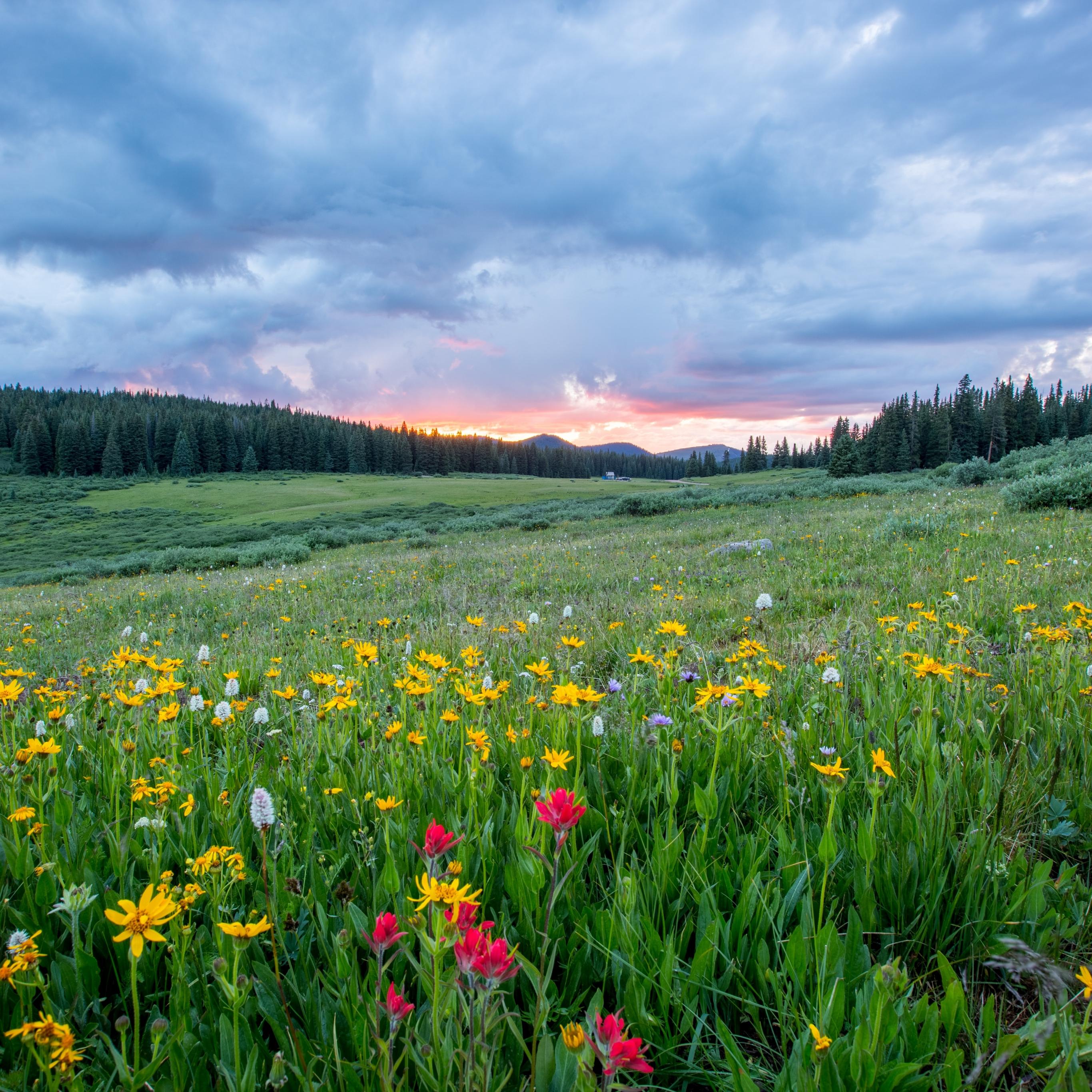 Man sieht einen Hang mit einer bunten Blumenwiese; weiter im Hintergrund den Himmel in Sonnenuntergangsstimmung