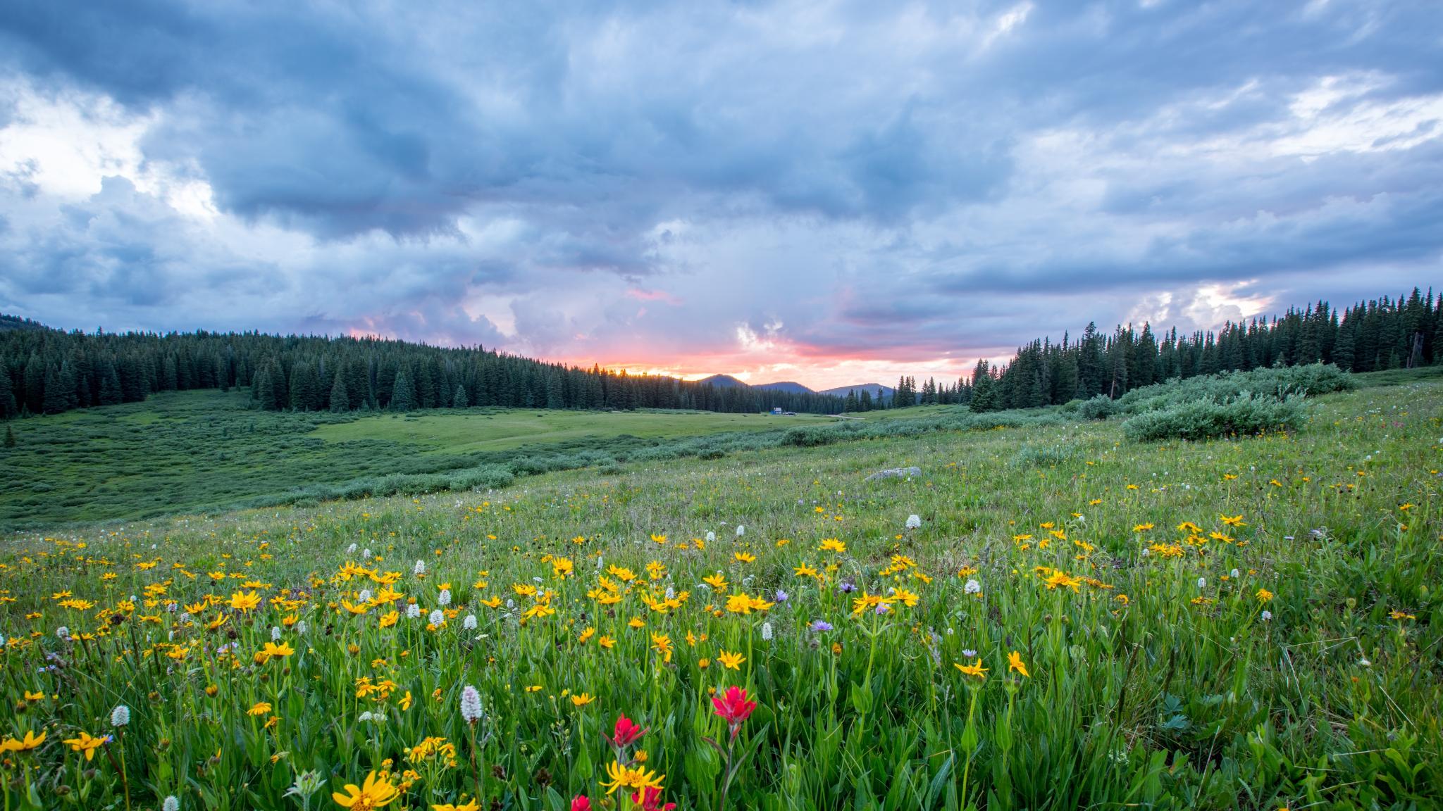 Man sieht einen Hang mit einer bunten Blumenwiese; weiter im Hintergrund den Himmel in Sonnenuntergangsstimmung