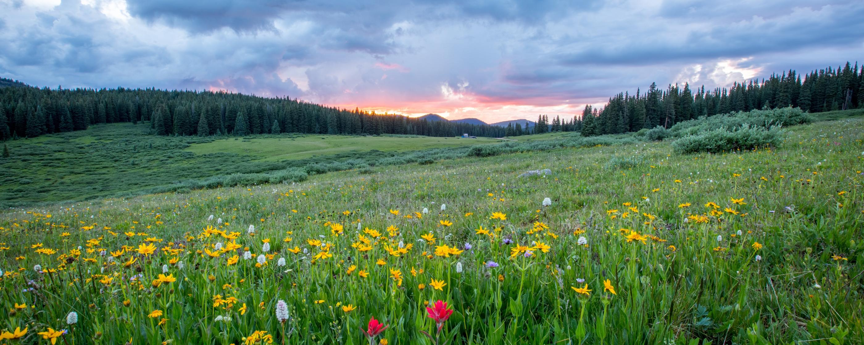 Man sieht einen Hang mit einer bunten Blumenwiese; weiter im Hintergrund den Himmel in Sonnenuntergangsstimmung