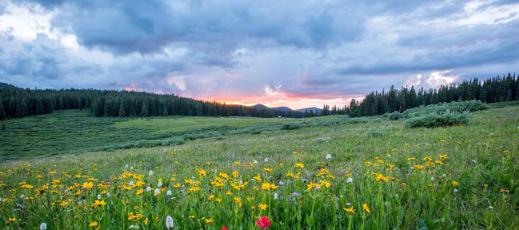 Man sieht einen Hang mit einer bunten Blumenwiese; weiter im Hintergrund den Himmel in Sonnenuntergangsstimmung