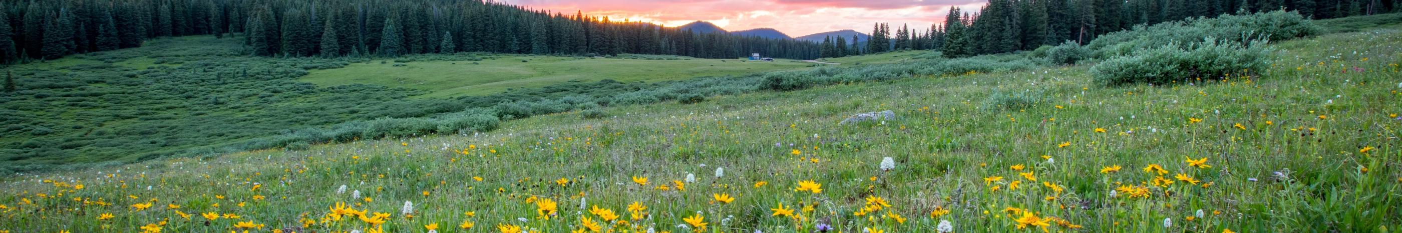 Man sieht einen Hang mit einer bunten Blumenwiese; weiter im Hintergrund den Himmel in Sonnenuntergangsstimmung