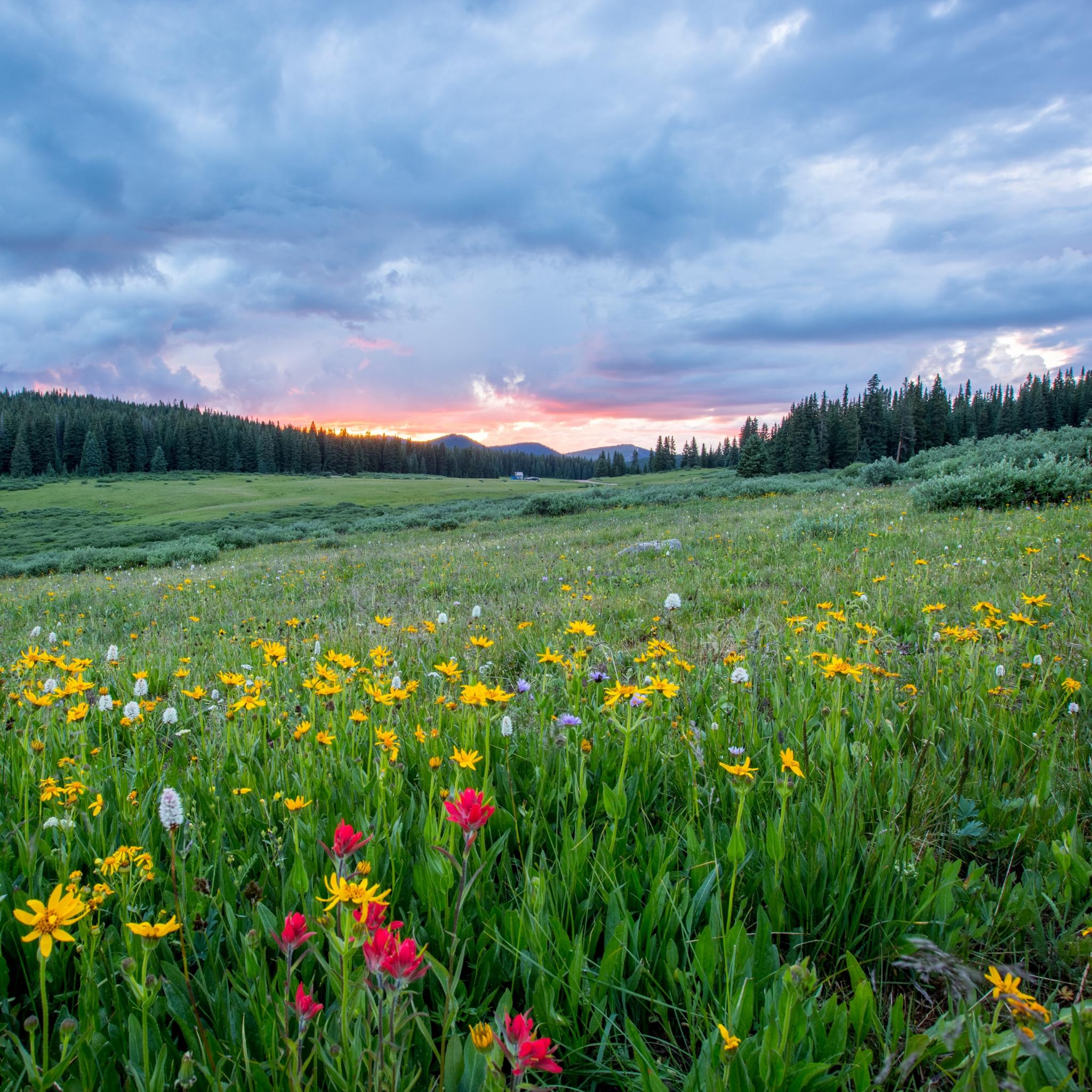 Man sieht einen Hang mit einer bunten Blumenwiese; weiter im Hintergrund den Himmel in Sonnenuntergangsstimmung (c) Joel Holland auf unsplash.com Man sieht einen Hang mit einer bunten Blumenwiese; weiter im Hintergrund den Himmel in Sonnenuntergangsstimmung