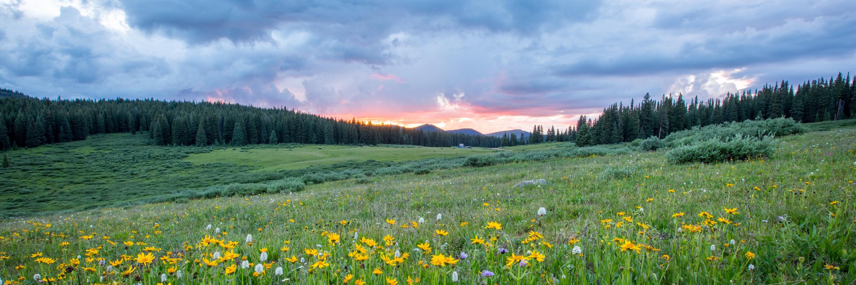Man sieht einen Hang mit einer bunten Blumenwiese; weiter im Hintergrund den Himmel in Sonnenuntergangsstimmung