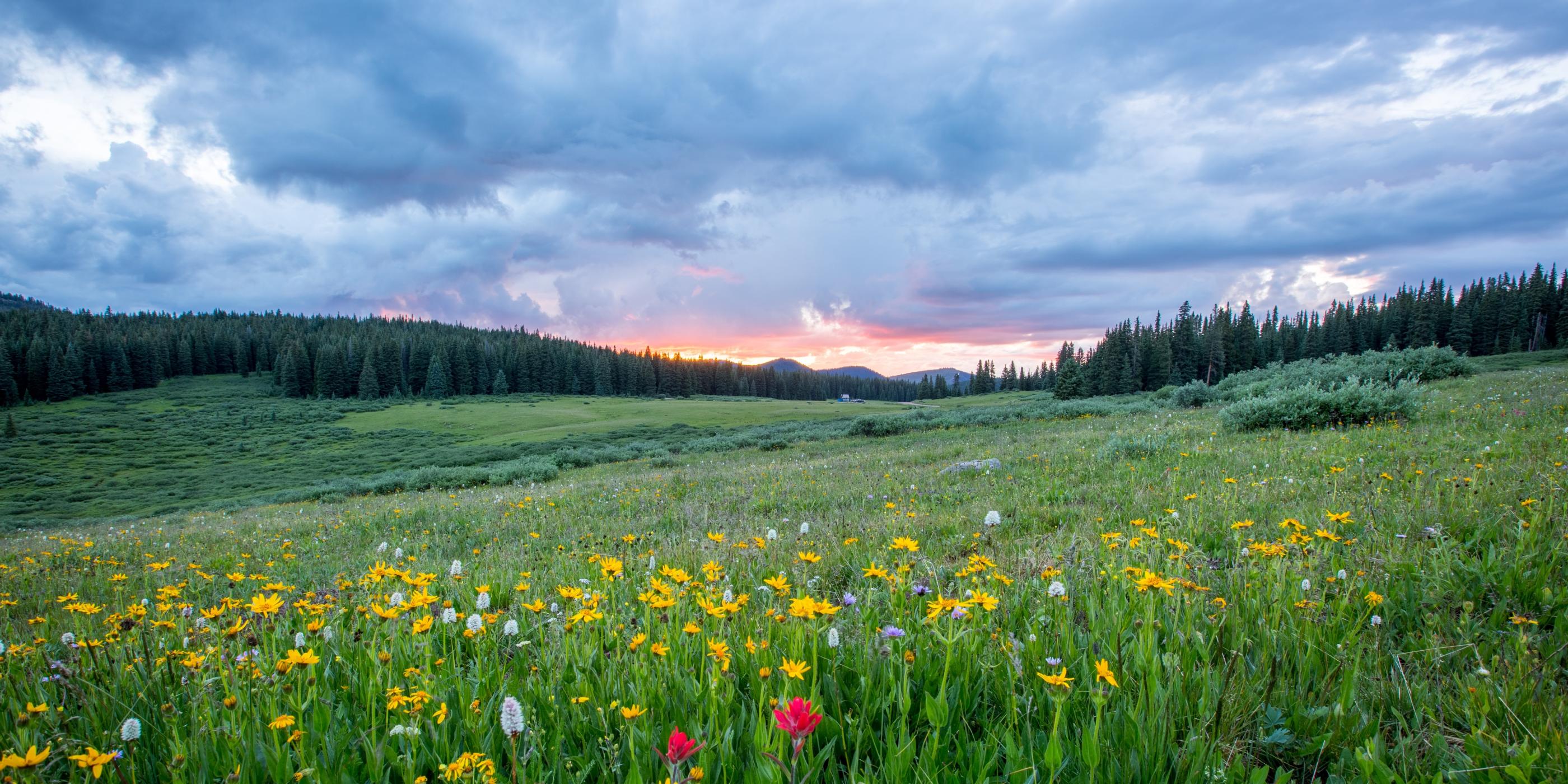 Man sieht einen Hang mit einer bunten Blumenwiese; weiter im Hintergrund den Himmel in Sonnenuntergangsstimmung