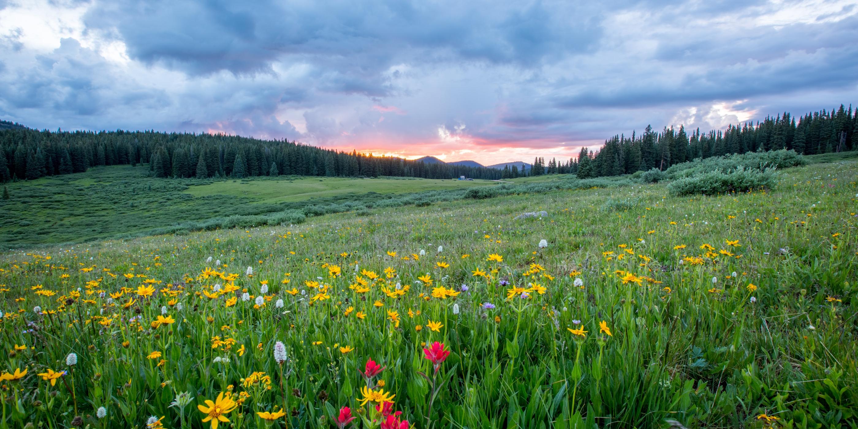 Man sieht einen Hang mit einer bunten Blumenwiese; weiter im Hintergrund den Himmel in Sonnenuntergangsstimmung