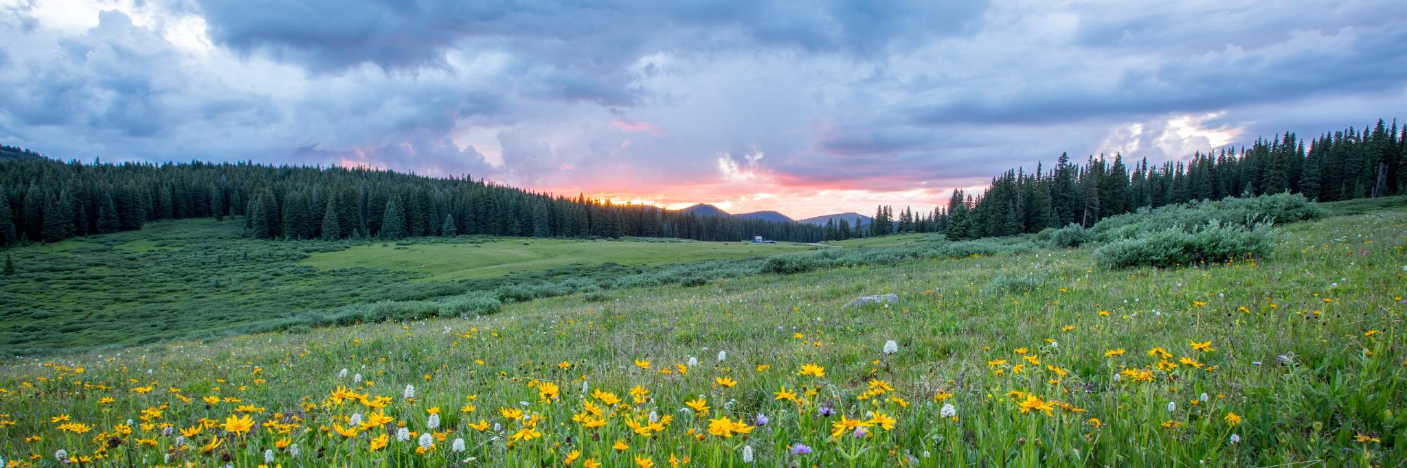 Man sieht einen Hang mit einer bunten Blumenwiese; weiter im Hintergrund den Himmel in Sonnenuntergangsstimmung (c) Joel Holland auf unsplash.com Man sieht einen Hang mit einer bunten Blumenwiese; weiter im Hintergrund den Himmel in Sonnenuntergangsstimmung