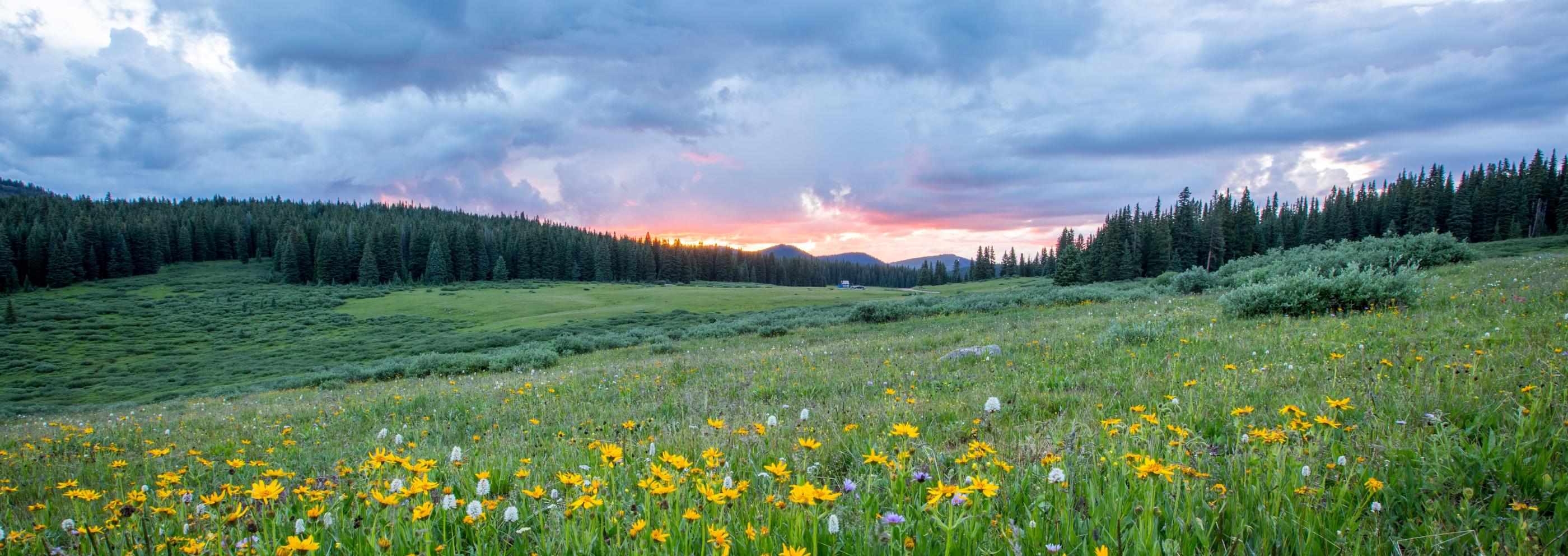 Man sieht einen Hang mit einer bunten Blumenwiese; weiter im Hintergrund den Himmel in Sonnenuntergangsstimmung