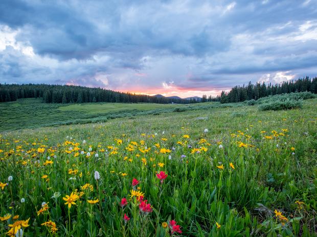 Man sieht einen Hang mit einer bunten Blumenwiese; weiter im Hintergrund den Himmel in Sonnenuntergangsstimmung