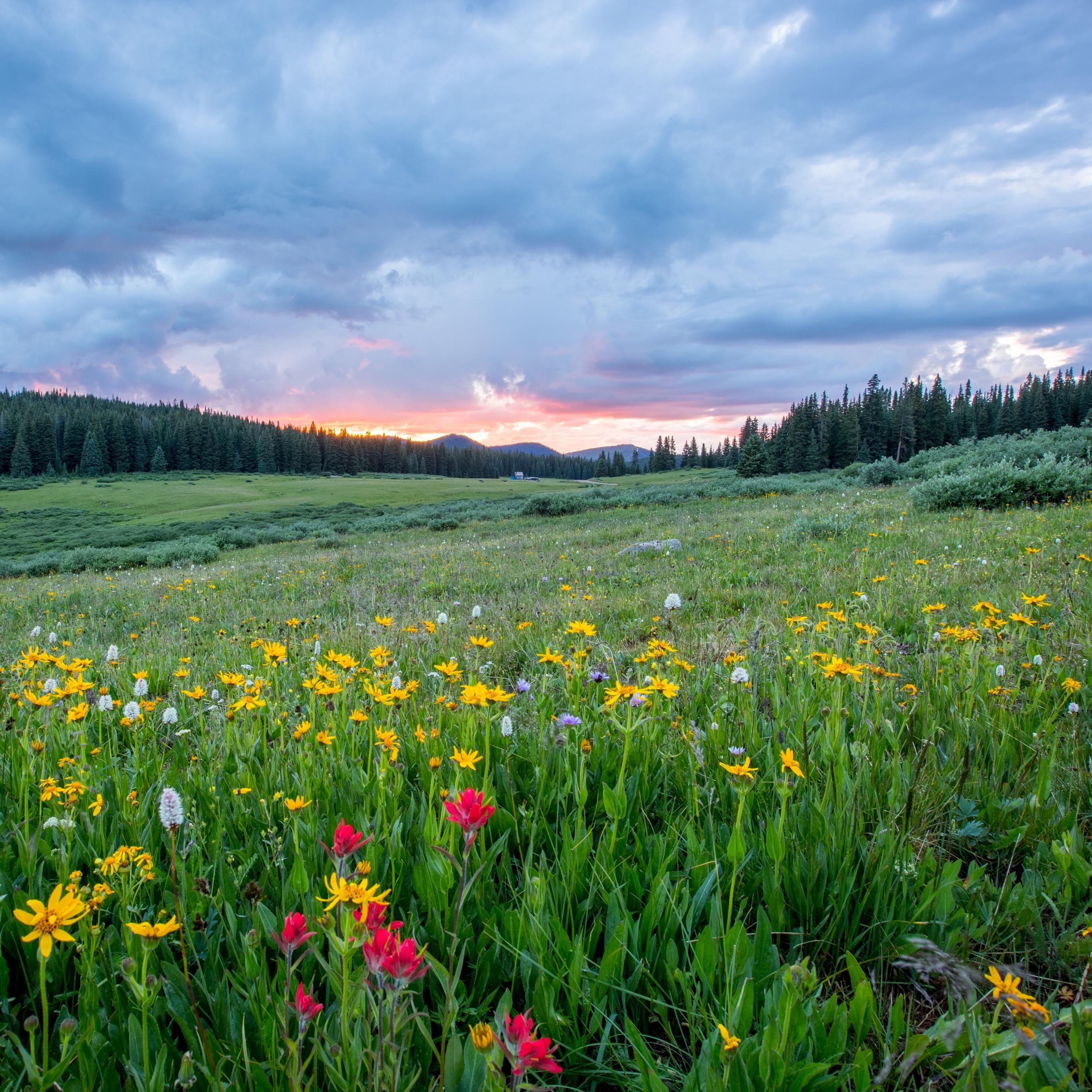 Man sieht einen Hang mit einer bunten Blumenwiese; weiter im Hintergrund den Himmel in Sonnenuntergangsstimmung
