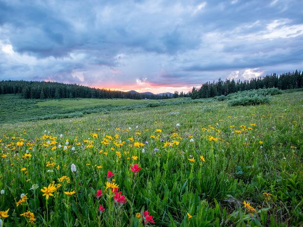 Man sieht einen Hang mit einer bunten Blumenwiese; weiter im Hintergrund den Himmel in Sonnenuntergangsstimmung