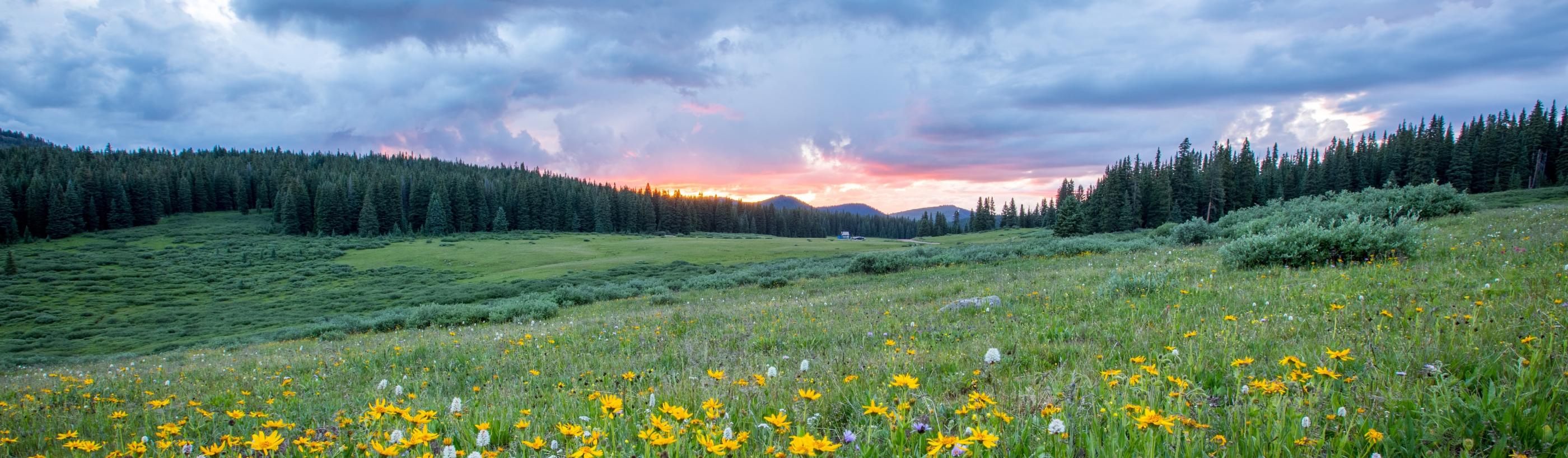 Man sieht einen Hang mit einer bunten Blumenwiese; weiter im Hintergrund den Himmel in Sonnenuntergangsstimmung